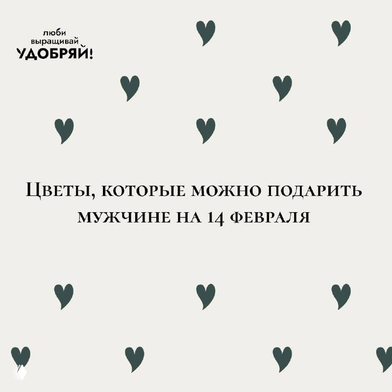Мужские цветы на 14 февраля