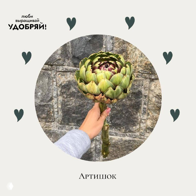 Фотография артишока в руке на фоне каменной стены; крупный план сухоцвета, ассоциируемого с верностью и преданностью.