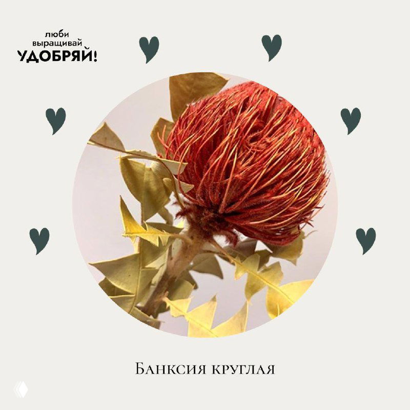 Крупный план высушенной банксии круглой формы красноватого оттенка на нейтральном фоне; декоративный сухоцвет как символ новых начинаний.