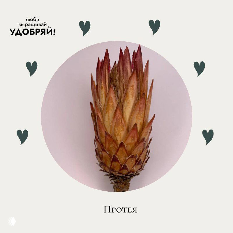 Сухоцвет протея в вертикальном кадре на светлом фоне; выразительная текстура цветка, ассоциируемая с мужеством и смелостью.