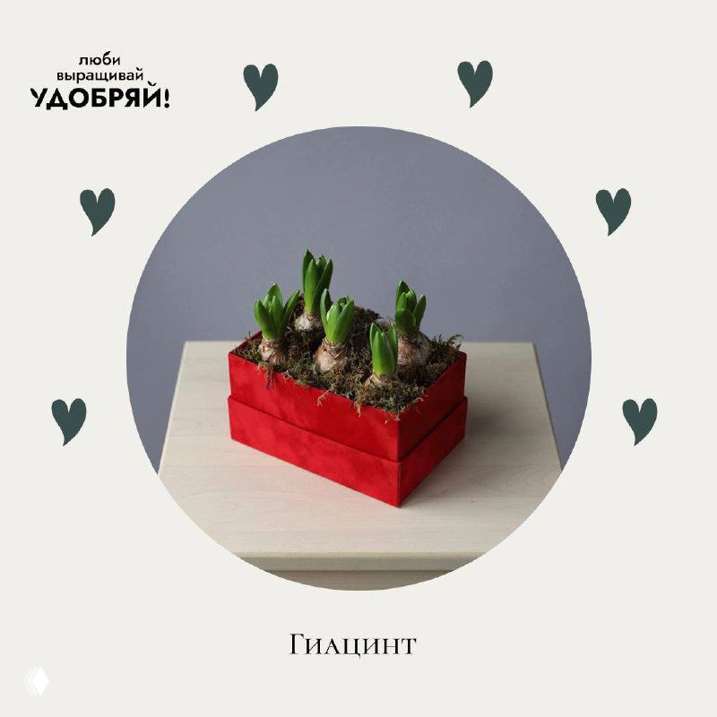 Гиацинт в красном кубе с молодыми ростками в кадре; изображение символизирует пробуждение и начало нового цикла.