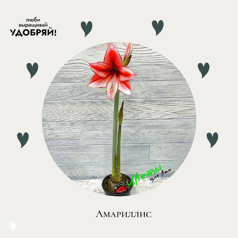 Фотография амариллиса с одиночной высокой красной цветочной стрелкой в горшке на светлом фоне; символ красоты и силы духа.