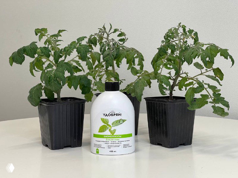 Почему рассада томатов вас ненавидит и скоро умрет