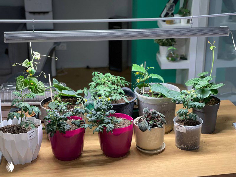 Когда сеять и высаживать рассаду в средней полосе России