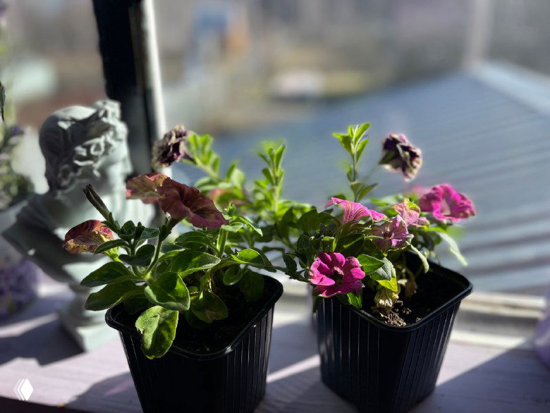 Четыре правила черенкования петунии