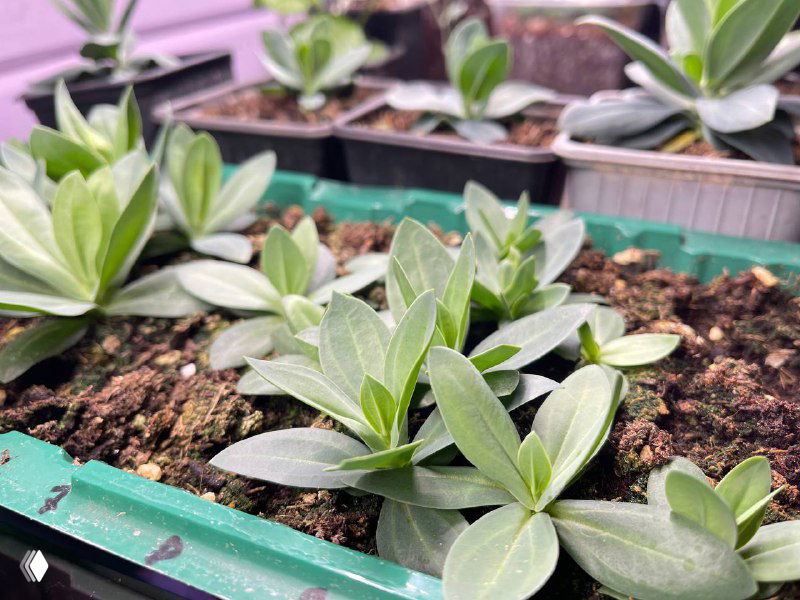 Почему семена эустомы могут не взойти