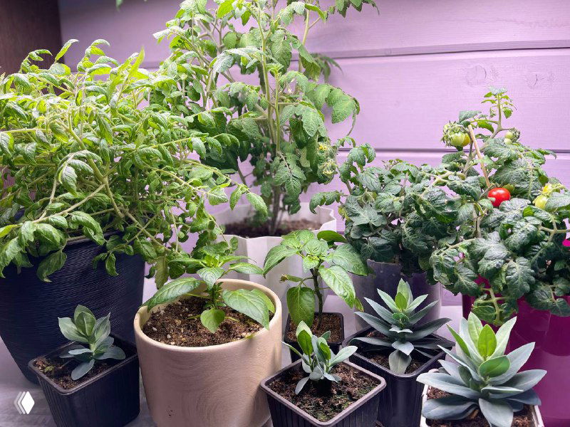 Как подготовиться к перевозке рассады на дачу