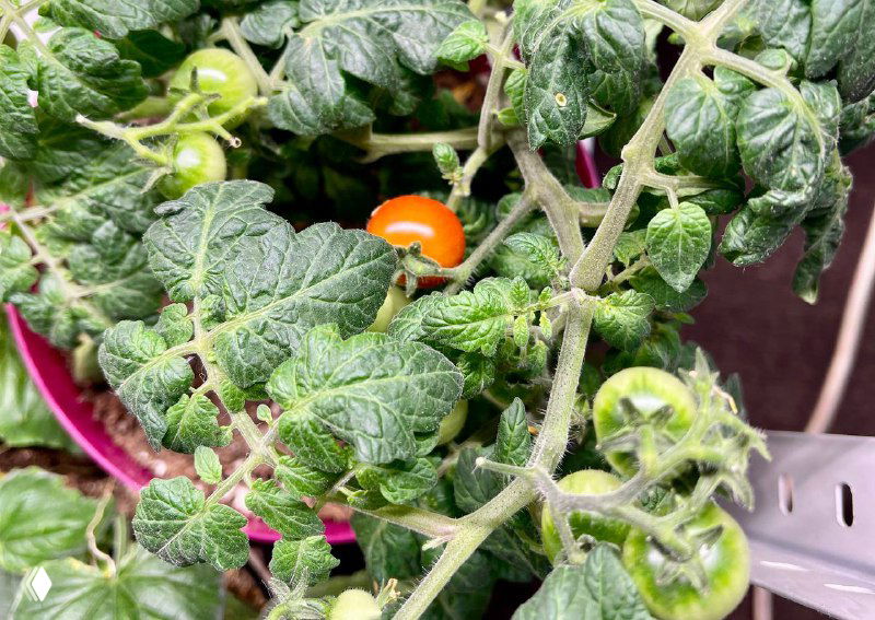 Пятна на листьях томатов — когда это норма