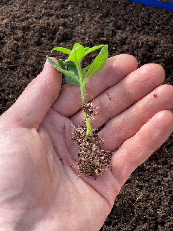 Ладонь держит молодой черенок петунии с хорошо видимыми корнями и небольшим комом грунта на фоне рыхлой почвы, готовый к пересадке.