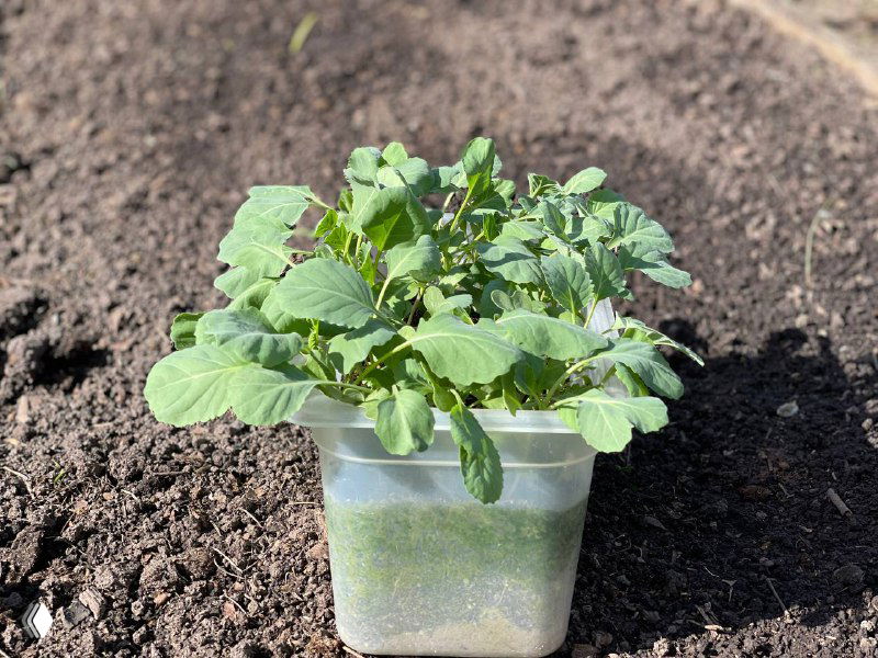 Как вырастить богатый урожай капусты