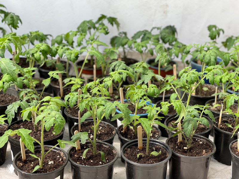 Как подготовиться к перевозке рассады на дачу