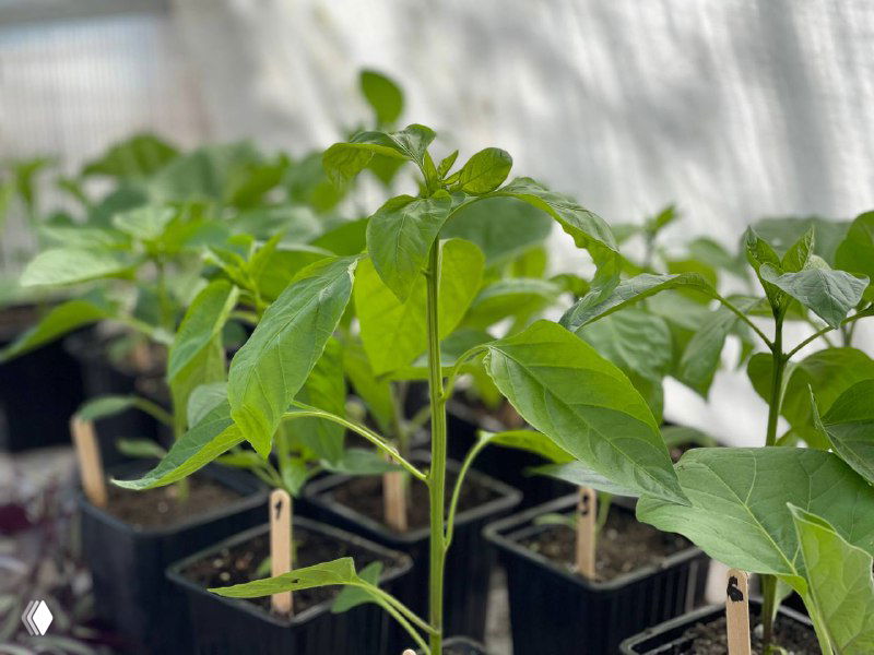 Пупырышки на листьях: не всегда болезнь