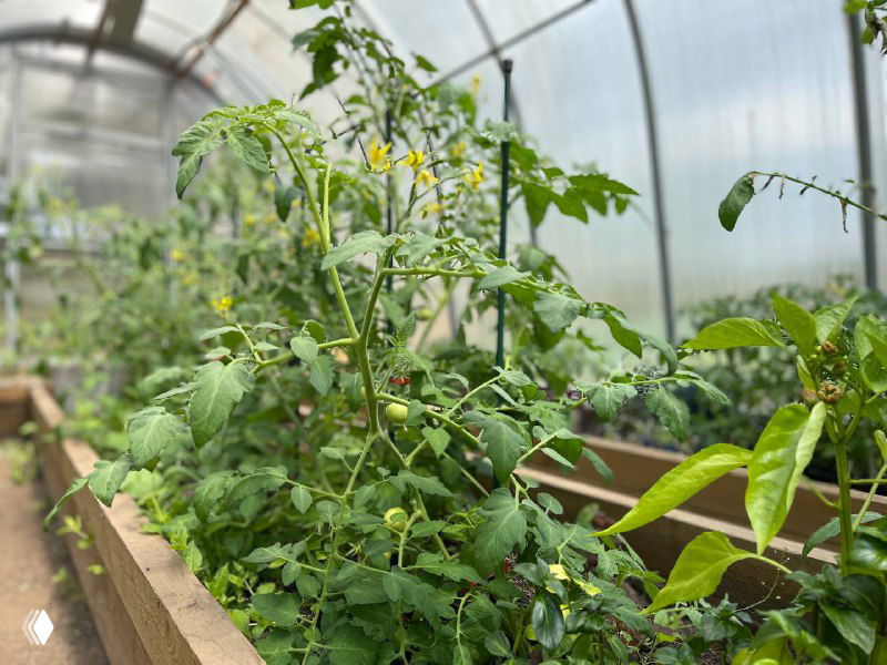 Сажайте переросшие томаты так!