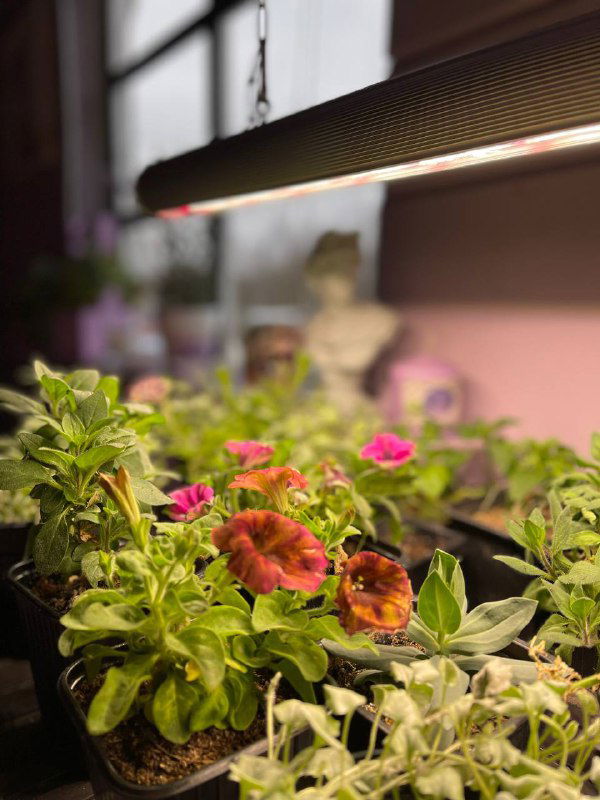 Фитолампы: спектр, типы и правильное использование