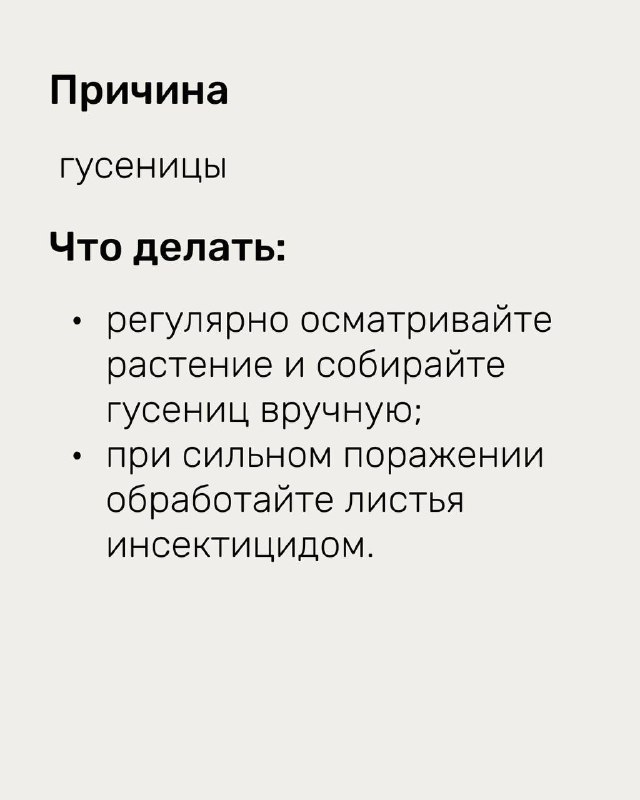 Слайд с указанием причины повреждений — гусеницы, и список мер: регулярный осмотр, ручной сбор гусениц, обработка листьев инсектицидом при сильном поражении.