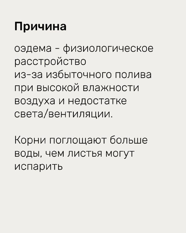 Слайд с объяснением причины отёка: физиологическое расстройство из‑за избыточного полива и высокой влажности воздуха, корни поглощают больше воды, чем листья могут испарить.
