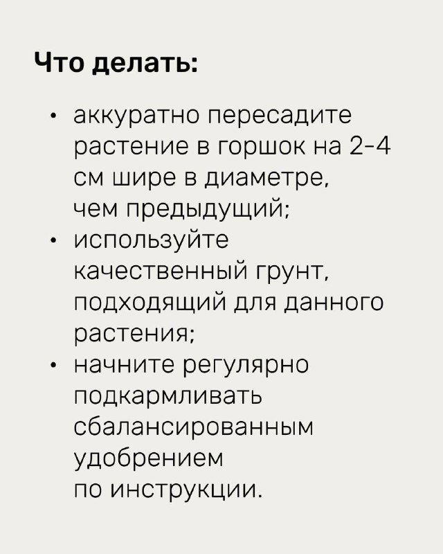 Слайд с рекомендациями: пункты по пересадке в горшок большего размера, использованию качественного грунта и регулярной подкормке сбалансированным удобрением.
