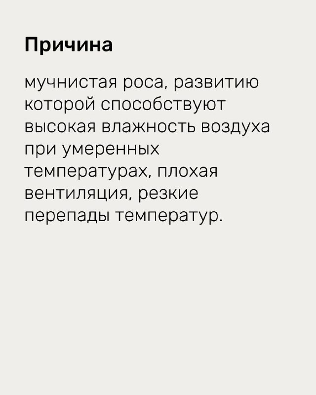 Слайд с причинами развития мучнистой росы: высокая влажность при умеренных температурах, плохая вентиляция и резкие перепады температуры, инфографика.