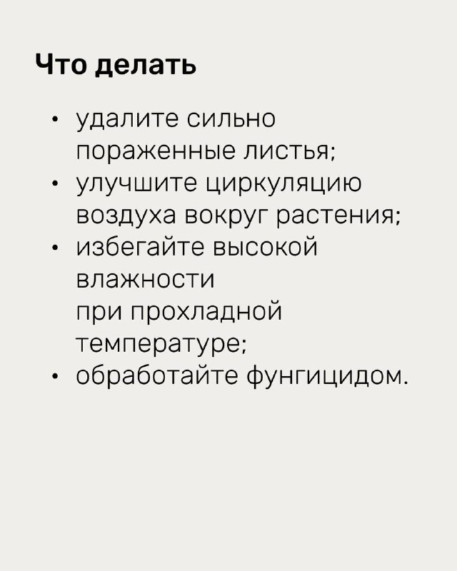 Слайд с практическими рекомендациями при мучнистой росе: удаление поражённых листьев, улучшение циркуляции воздуха и обработка фунгицидом при необходимости.