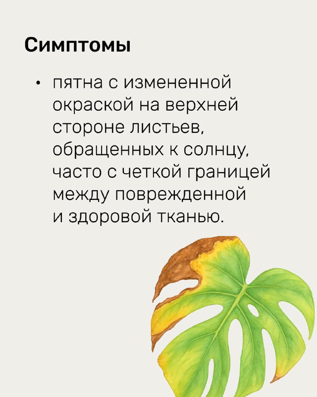 Страница с заголовком «Симптомы» и рисунком листа: описаны пятна на верхней стороне листьев, характерные для солнечных ожогов.
