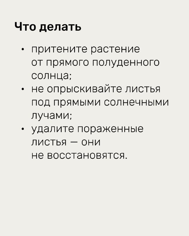 Раздел «Что делать» с краткими рекомендациями: притенение, не опрыскивать при прямом солнце и удаление невосстановимых поражённых листьев.