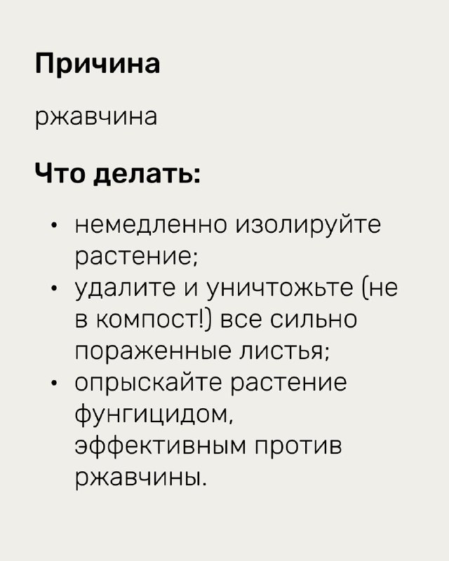 Страница с причинами и действиями при ржавчине: изоляция растения, удаление поражённых листьев и опрыскивание эффективным фунгицидом.