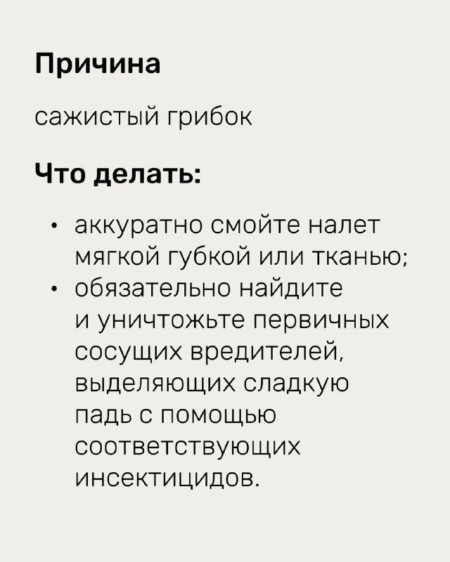 Страница с причинами и советами при сажистом грибе: аккуратное смывание налёта и поиск первичных сосущих вредителей с применением соответствующих инсектицидов.
