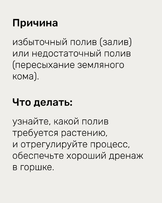 Инфографика: причина — избыточный полив или пересыхание земляного кома; текст с рекомендациями по регулировке полива и дренажу в горшке.