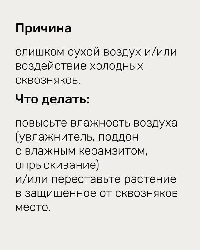 Инфографика: причина — слишком сухой воздух или воздействие холодных сквозняков; рекомендации повысить влажность и убрать растение от сквозняков.