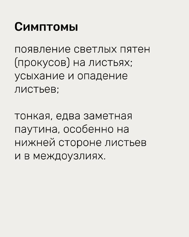 Инфографика: появление светлых пятен (прокуосов) и тонкая паутина на нижней стороне листьев — ранние признаки вредителя.