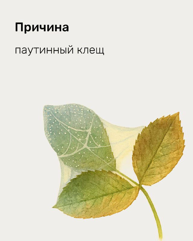 Иллюстрация листа с паутиной и подпись «паутинный клещ» — визуализация вредителя и его следов на листве растения.
