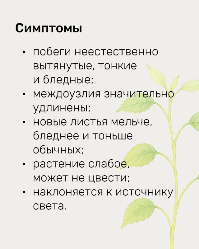Слайд с заголовком «Симптомы»: перечисление признаков — побеги вытянуты, тонкие и бледные, междоузлия удлинены; визуальное описание дефицита света у растений.
