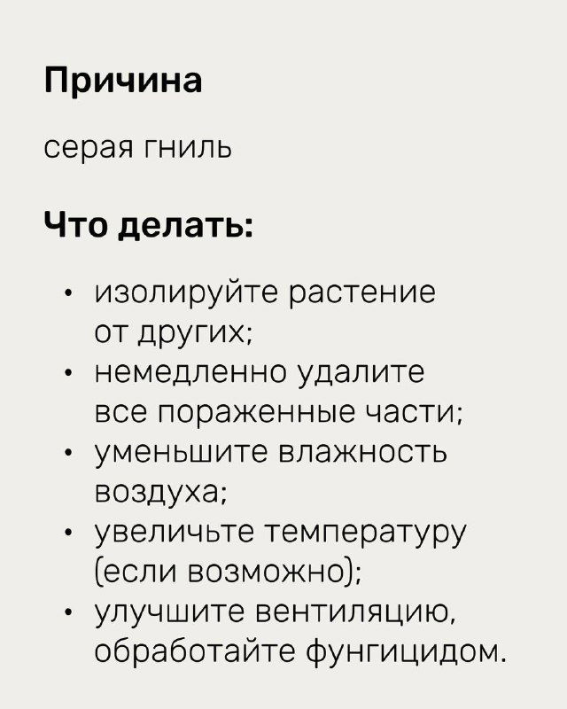 Слайд с перечислением мер при серой гнили: изоляция растения, удаление поражённых частей, снижение влажности и обработка фунгицидом — краткая памятка по действиям.