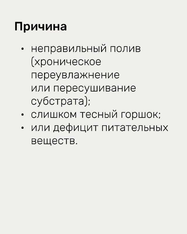 Слайд с перечислением причин желтизны: переувлажнение или пересушивание, тесный горшок и дефицит питательных веществ — краткие заметки для диагностики.