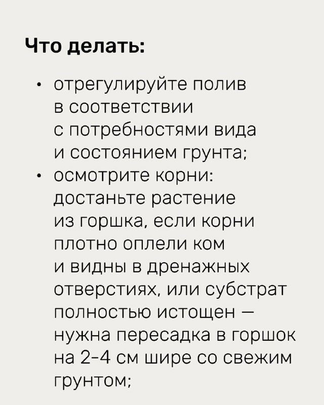 Слайд «Что делать»: инструкции по регулировке полива, осмотру корней, пересадке при уплотнении кома и замене грунта на свежий — практические шаги для восстановления.