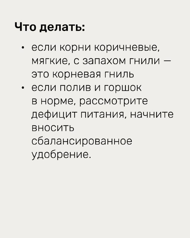 Продолжение рекомендаций при проблемах с корнями: признаки корневой гнили — корни коричневые, мягкие, запах гнили; дальнейшие шаги по лечению и удобрению.