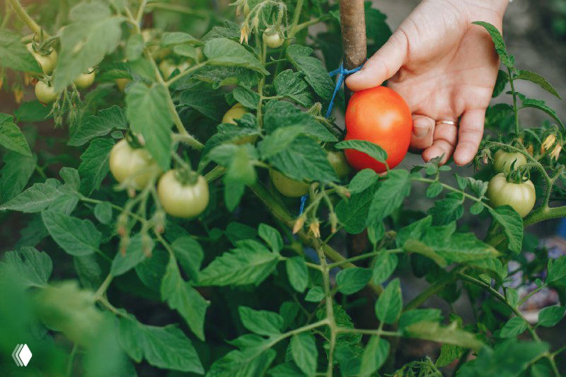 Что делать с помидорами в конце лета — 6 шагов