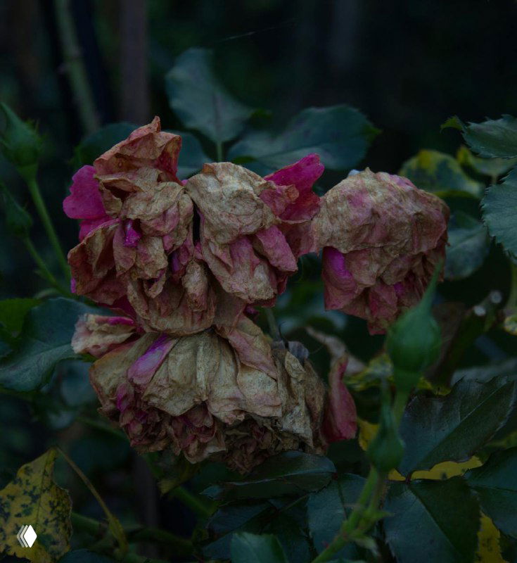 Как добиться пышного цветения роз до заморозков?