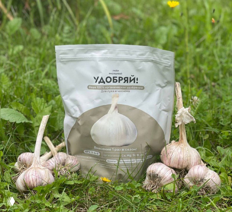 Как правильно посадить озимый чеснок