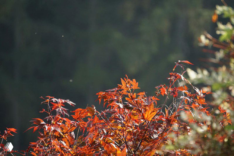 Что важно сделать с деревьями и кустарниками осенью?