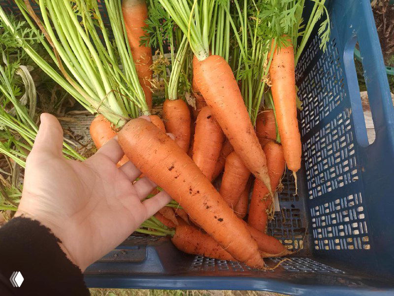 Как подготовить погреб к хранению урожая