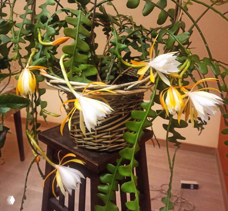 Дизокактус угловатый: цветение и плод