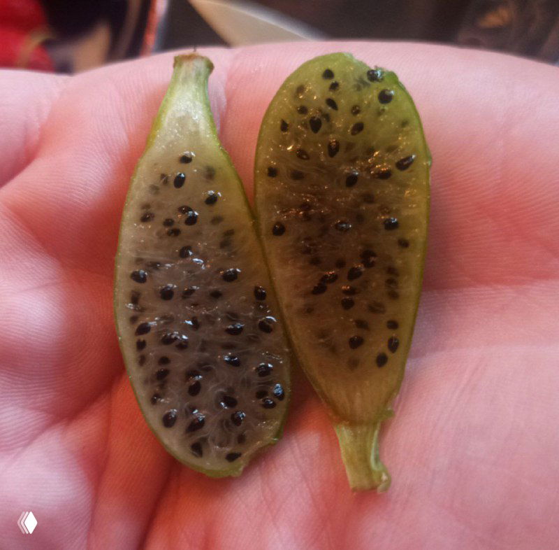 Разрезанный плод Дизокактуса угловатого в руке: зелёная мякоть с множеством мелких чёрных семян, визуально напоминает питахайю.