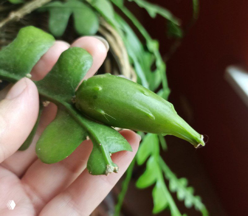 Крупный план зелёной завязи плода Дизокактуса, держится на сегментированном листокуподобном стебле ампельного растения.