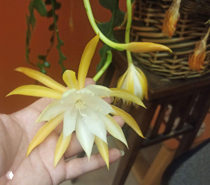 Крупный раскрытый бело-жёлтый цветок Дизокактуса угловатого, видны многослойные лепестки и центральная часть цветка.