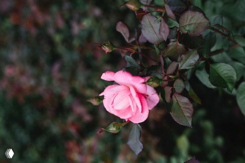 Осенняя обрезка роз — секрет пышного цветения