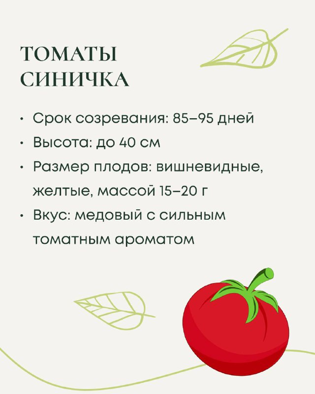 Слайд о сорте томатов «Синичка»: срок созревания 85–95 дней, высота до 40 см, плоды вишневидные 15–20 г, вкус медовый с томатным ароматом.