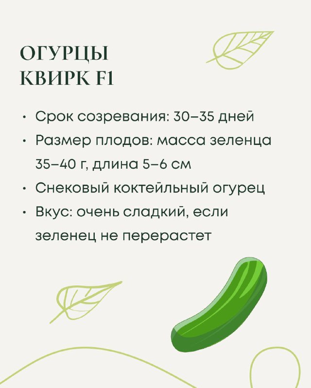 Слайд про огурцы «Квик F1»: срок созревания 30–35 дней, масса плодов 35–40 г, длина 5–6 см, описание вкуса как сладкий коктейльный огурец.