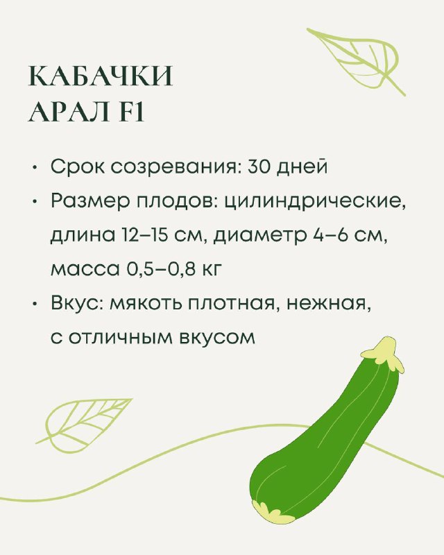 Слайд про кабачки «Арал F1»: срок созревания 30 дней, цилиндрические плоды длиной 12–15 см, масса 0,5–0,8 кг, описание текстуры и вкуса.