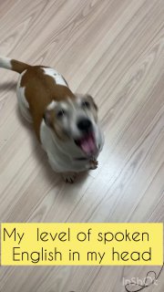 Размытое фото радостной собаки в прыжке — визуальная шутка к тексту «My level of spoken English in my head», студенческий мем о говорении.